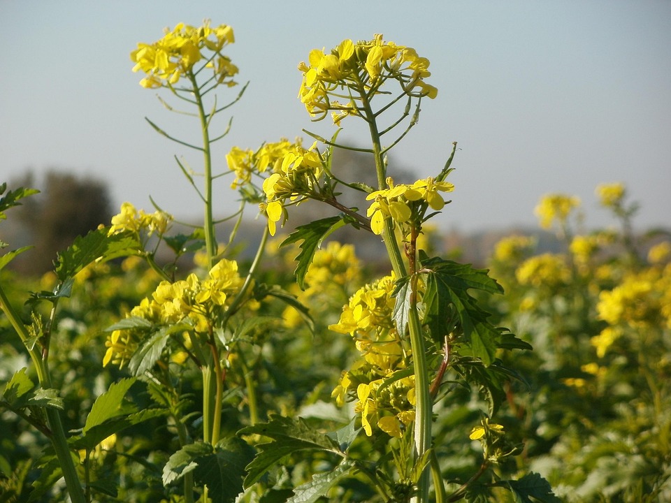 Canola prices rally on biofuel boom, trade shifts and energy markets before June pullback