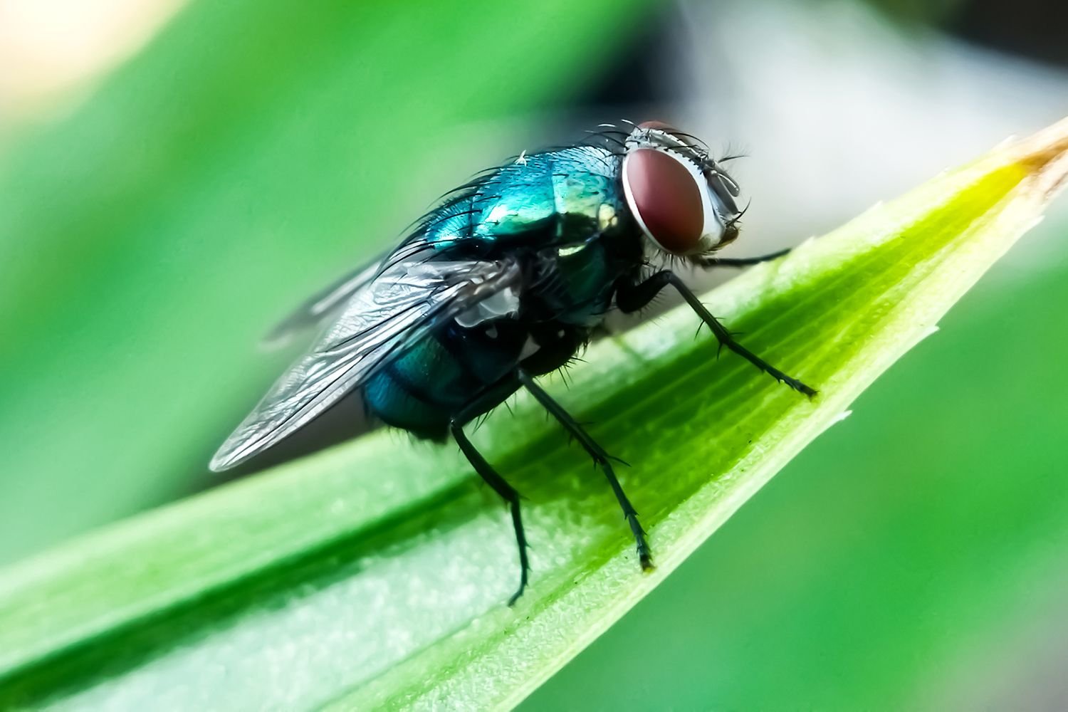 USDA bets big on science to halt new world screwworm resurgence
