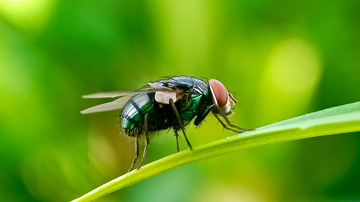IAEA and FAO launch project to combat resurgent New World Screwworm outbreak in Central America, Mexico and United States