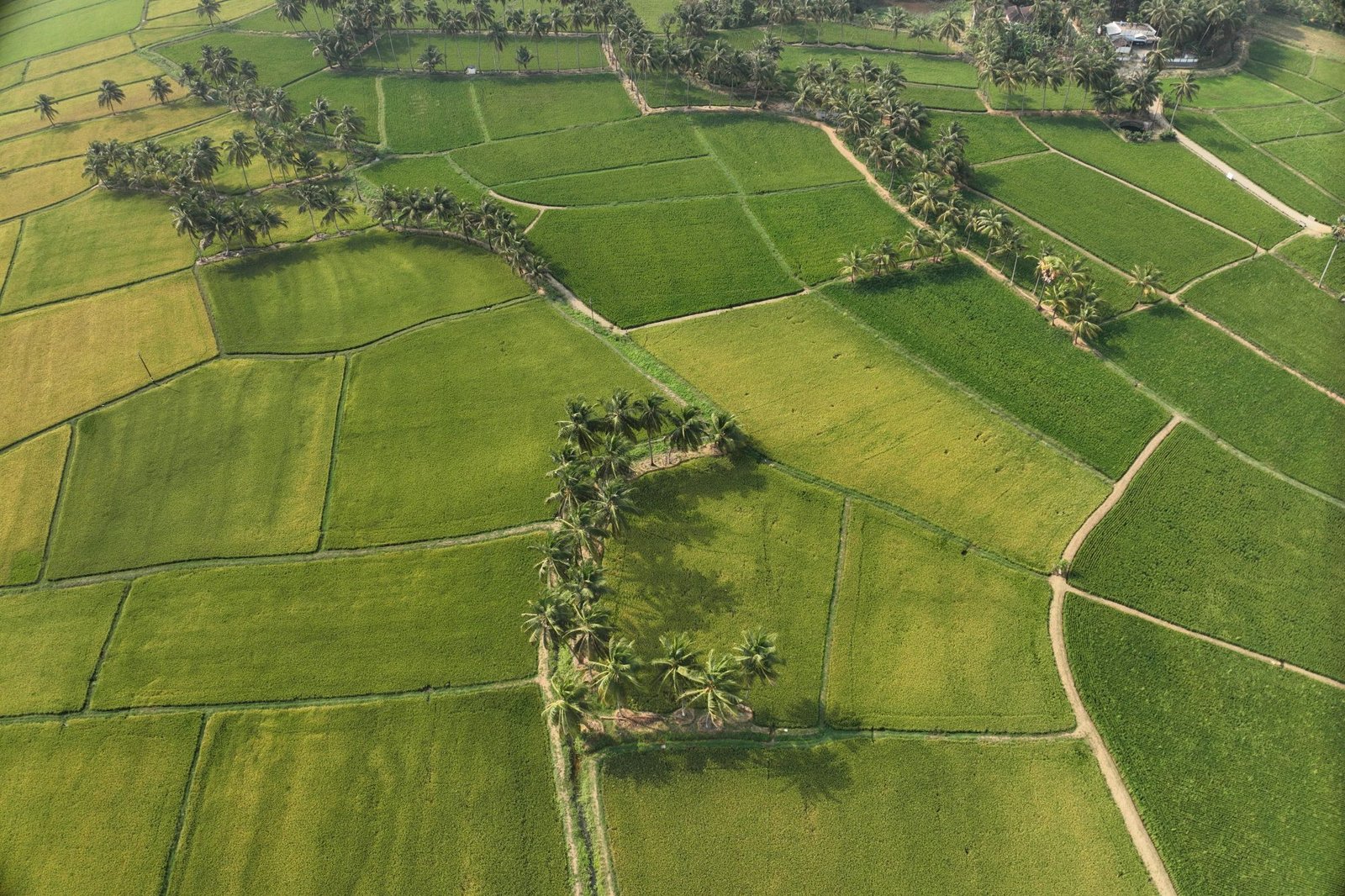 Kerala pilots low-emission rice model as climate-smart farming moves from concept to field reality