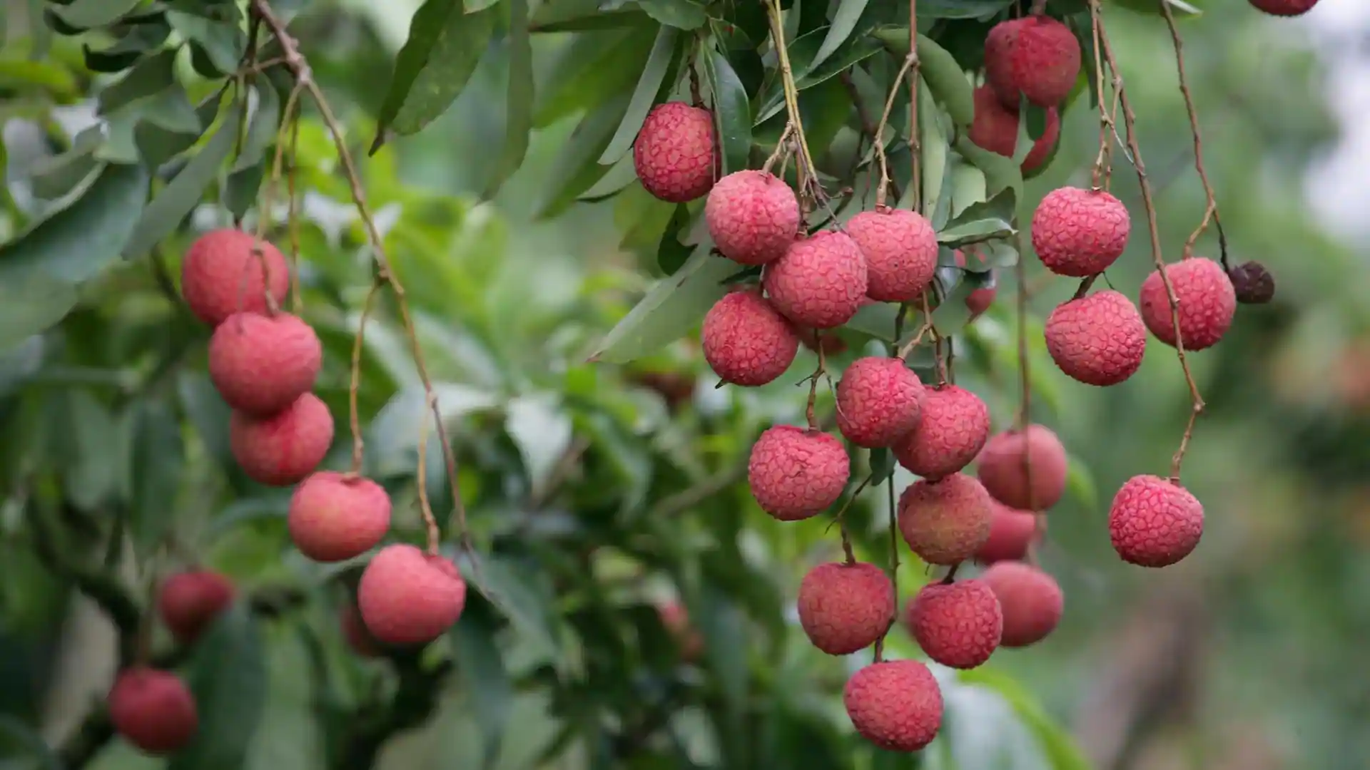 APEDA facilitates first export of GI-Tagged Tezpur Litchi from Assam to Dubai