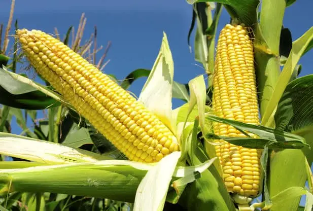 India’s maize market shows wide regional divergence as arrivals surge across key producing states