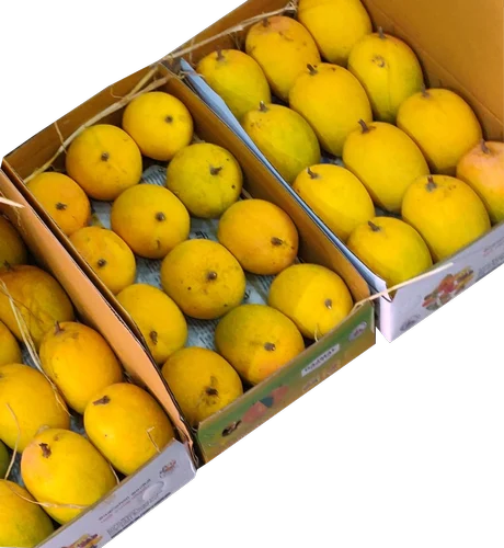 APEDA facilitates commercial export of GI-tagged Rewa Sundarja mangoes from MP to UAE