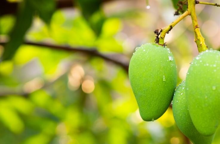 Nepal tightens border controls on Indian mangoes, strengthening domestic market presence