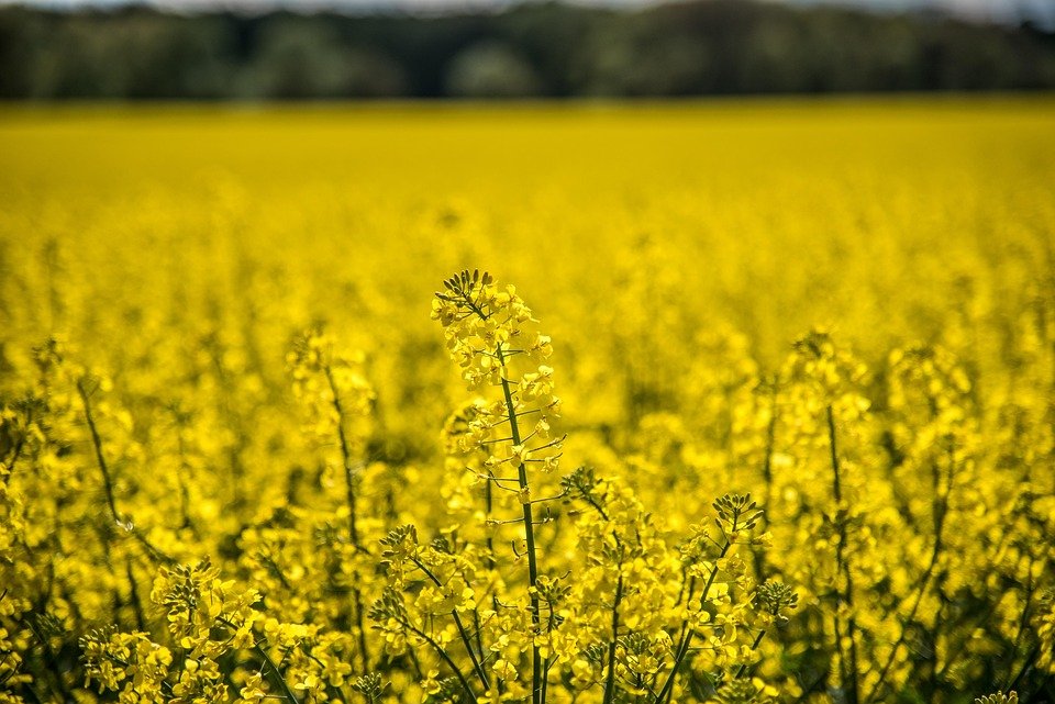 Soybean leads India’s oilseed boom as prices climb across commodities