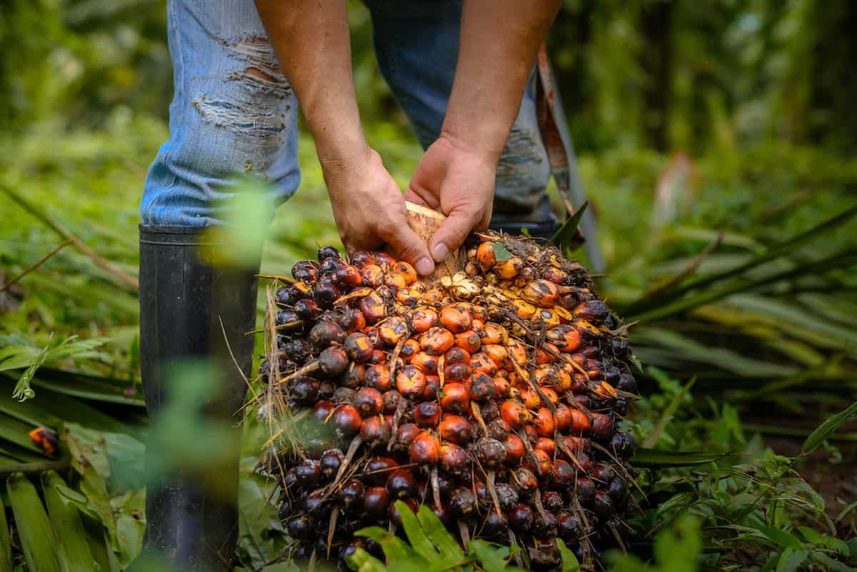 Palm oil’s rally hits wall as oil crashes below $70 and markets reprice the biodiesel story