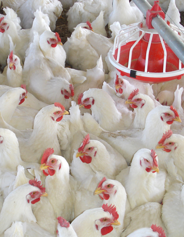 Global meat supply quadrupled over six decades, but uneven distribution persists: FAO study