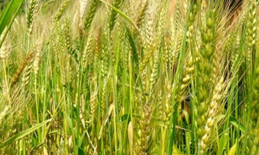 El Niño’s return raises fresh questions over India’s Kharif outlook as FAO flags risks to rice and maize production