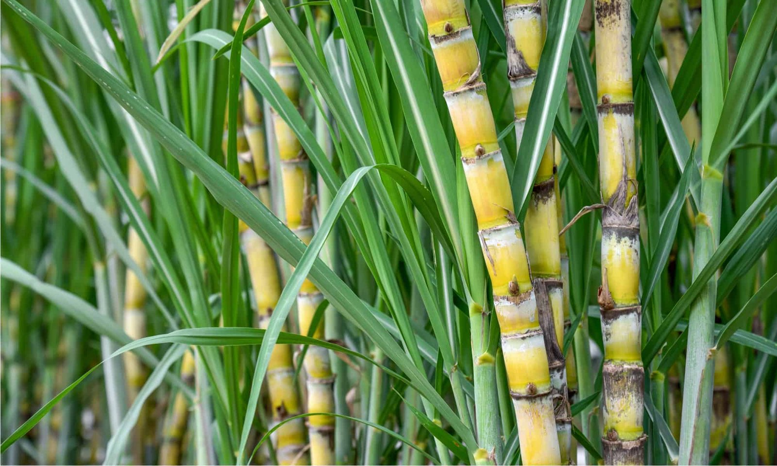 Centre shelves sugarcane regulatory overhaul amid farmer and industry resistance