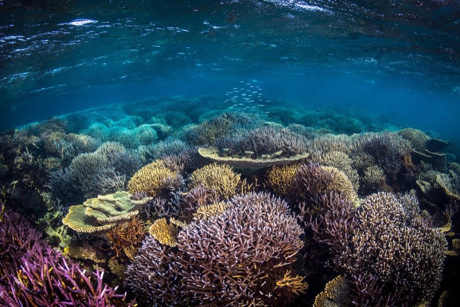 5 countries join global commitment to protect climate-resilient coral reefs, bringing total signatories to 20