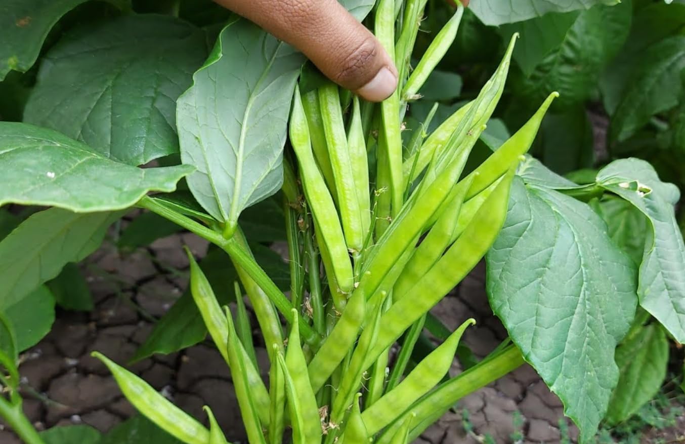 NCDEX bets on Guar Korma Futures to enhance price transparency across India's protein feed value chain