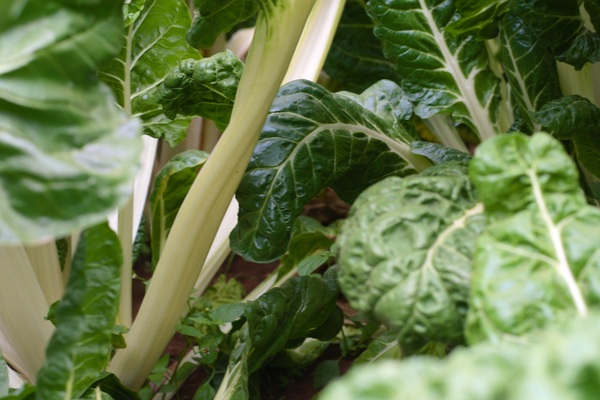 Resurrect Bio and Bejo partner to advance spinach disease resistance