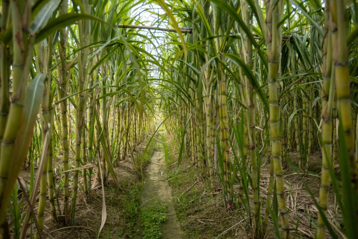 SeeTree and Human Ventures partner to bring AI yield intelligence to India's Sugarcane sector