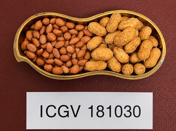 ICRISAT and UAS, Dharwad develop high-oleic Groundnut varieties to improve farm profitability