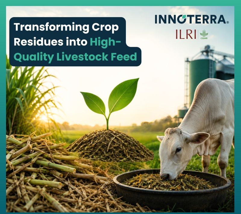 Innoterra and ILRI collaborate to convert crop residues into high-quality alternate feed
