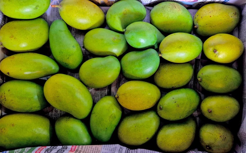Mango export initiative delivers 180% higher returns to women-led FPOs in Jharkhand
