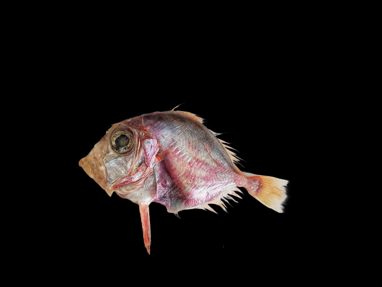 CMFRI identifies new deep-sea fish from Arabian Sea