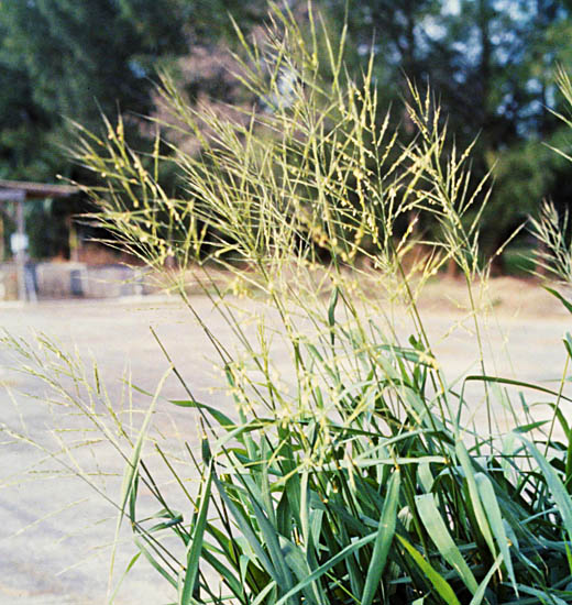 NRAA-funded Wild Rice Conservation Project secures major milestone in Assam