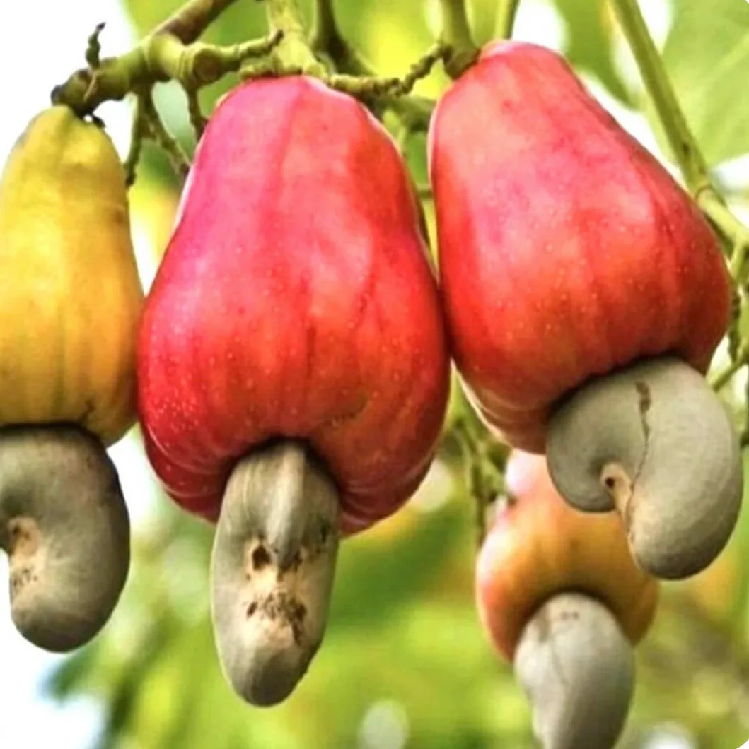 India scores major win at Codex, secures 7 global standards and greenlights cashew norms