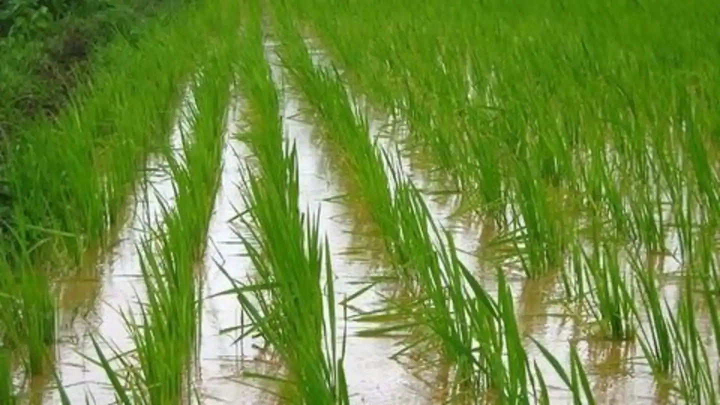 India's Kharif sowing slows 16% as monsoon gaps weigh on rice, oilseeds and pulses