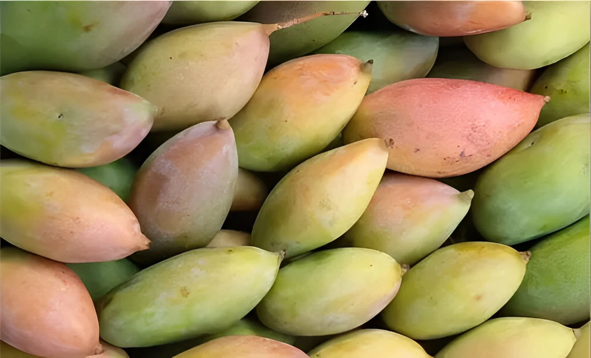 Centre clears procurement of 87,226 MT Copra and 96,879 MT Totapuri Mangoes for Tamil Nadu