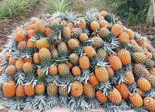 4th Meghalaya Pineapple Festival concludes with record 30 MT sales