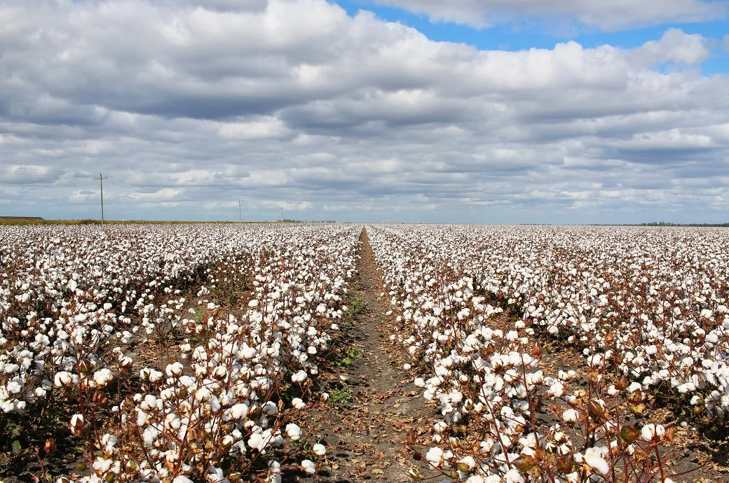 India's cotton acreage drops 15% as Gujarat and Maharashtra lead Kharif sowing slowdown