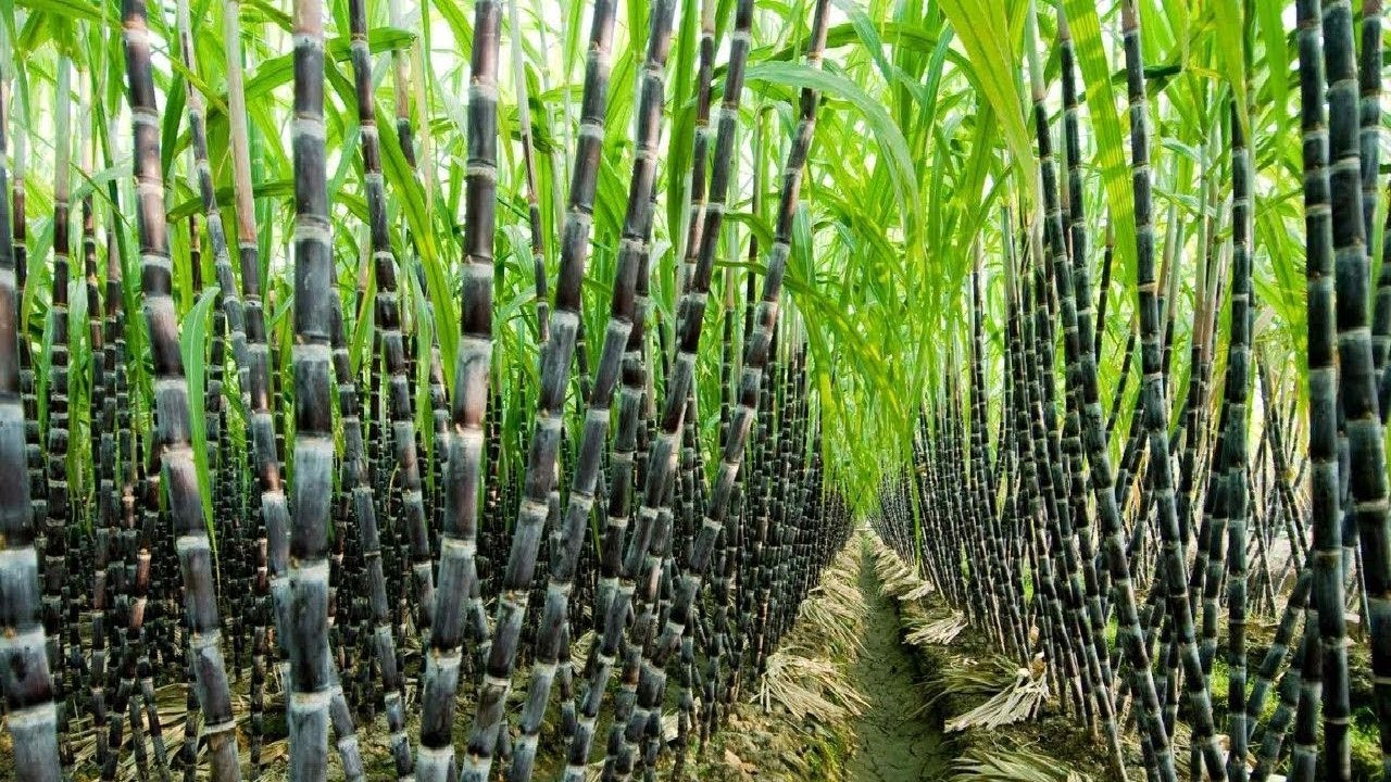 IPL and Jain Irrigations Systems join hands for tech-driven sugarcane cultivation in Gujarat