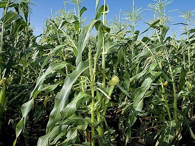 ars-collaborates-with-scientists-tackling-tar-spot-threat-to-us-corn