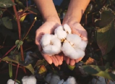 pau-calls-upon-cotton-growers-to-monitor-for-whitefly-and-pink-bollworm