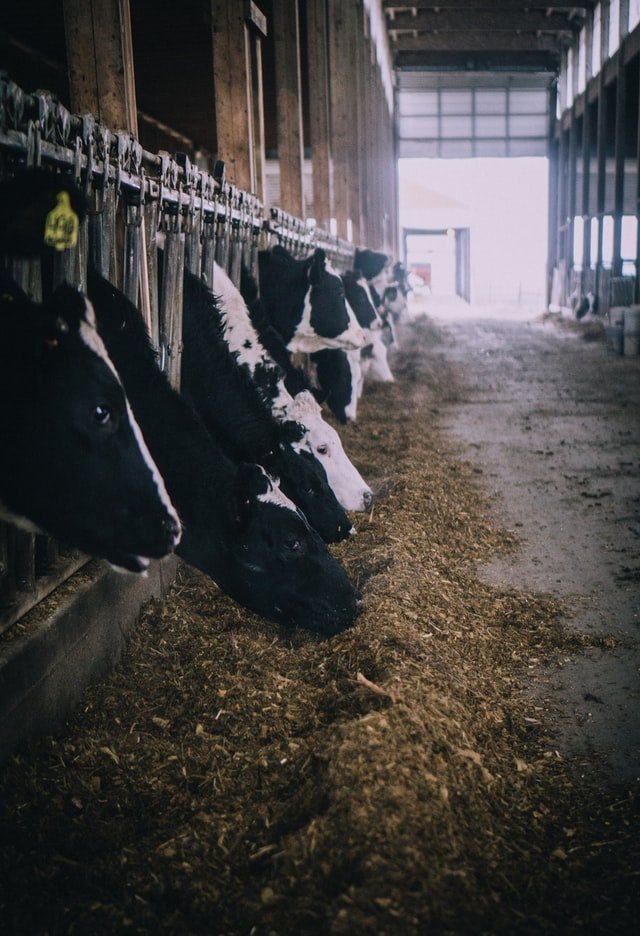 -large-granules-is-an-effective-way-to-optimize-cow-performance-research