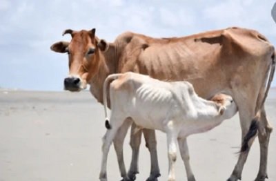 dept-of-animal-husbandry-and-dairying-to-celebrate-national-milk-day-on-nov-26-2021