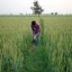 kharif-crop-sowing-acreage-up-by-13-92
