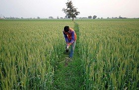 kharif-crop-sowing-acreage-up-by-13-92