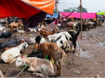 icar-organises-summit-on-goat-sheep-meat-sector