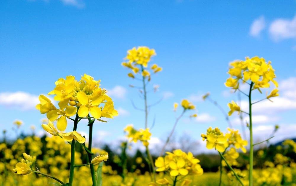 ipft-icardrmr-jointly-organises-workshop-on-orobanche-weed-control-in-mustard