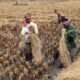 record-number-of-paddy-farmers-benefitted-through-msp