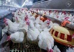 suguna-foods-inks-15-mn-deal-with-adb-to-sustain-poultry-farming-operations