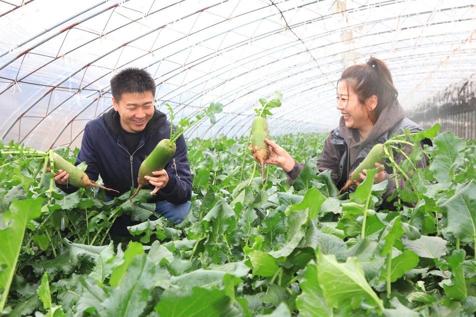 shawo-fruit-radish-celebrates-harvesting-season-in-china