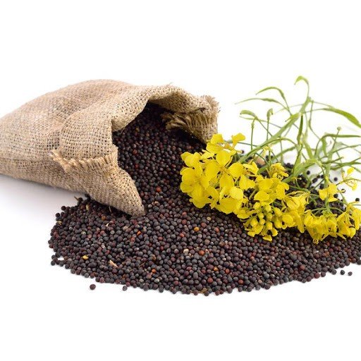 solvent-extractors-association-starts-mustard-mission-to-boost-rapeseed-production