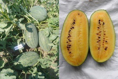 bayer-launches-yellow-watermelon-variety-in-india