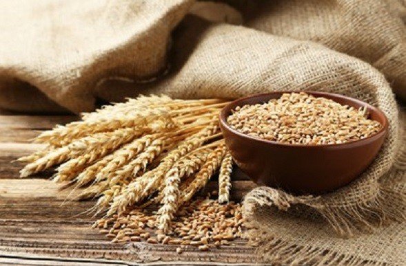 uttar-pradesh-records-highest-ever-procurement-of-wheat