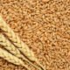 centre-records-32-rise-in-wheat-procurement-in-2021-22