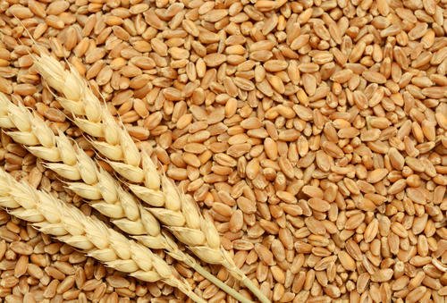 centre-records-32-rise-in-wheat-procurement-in-2021-22