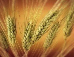 university-of-minnesota-receives-funding-to-study-resistance-genes-in-wild-wheat